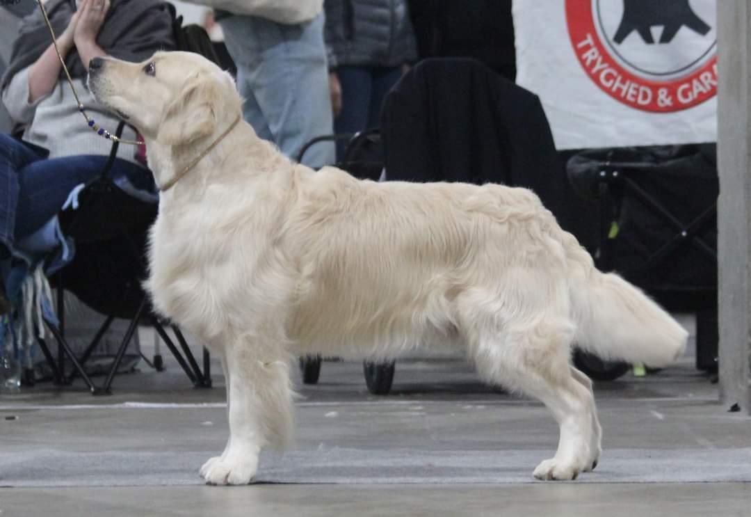 Golden retriever DKCH(U) DKJUCH Manhattan V.D. Corner Brook billede 13