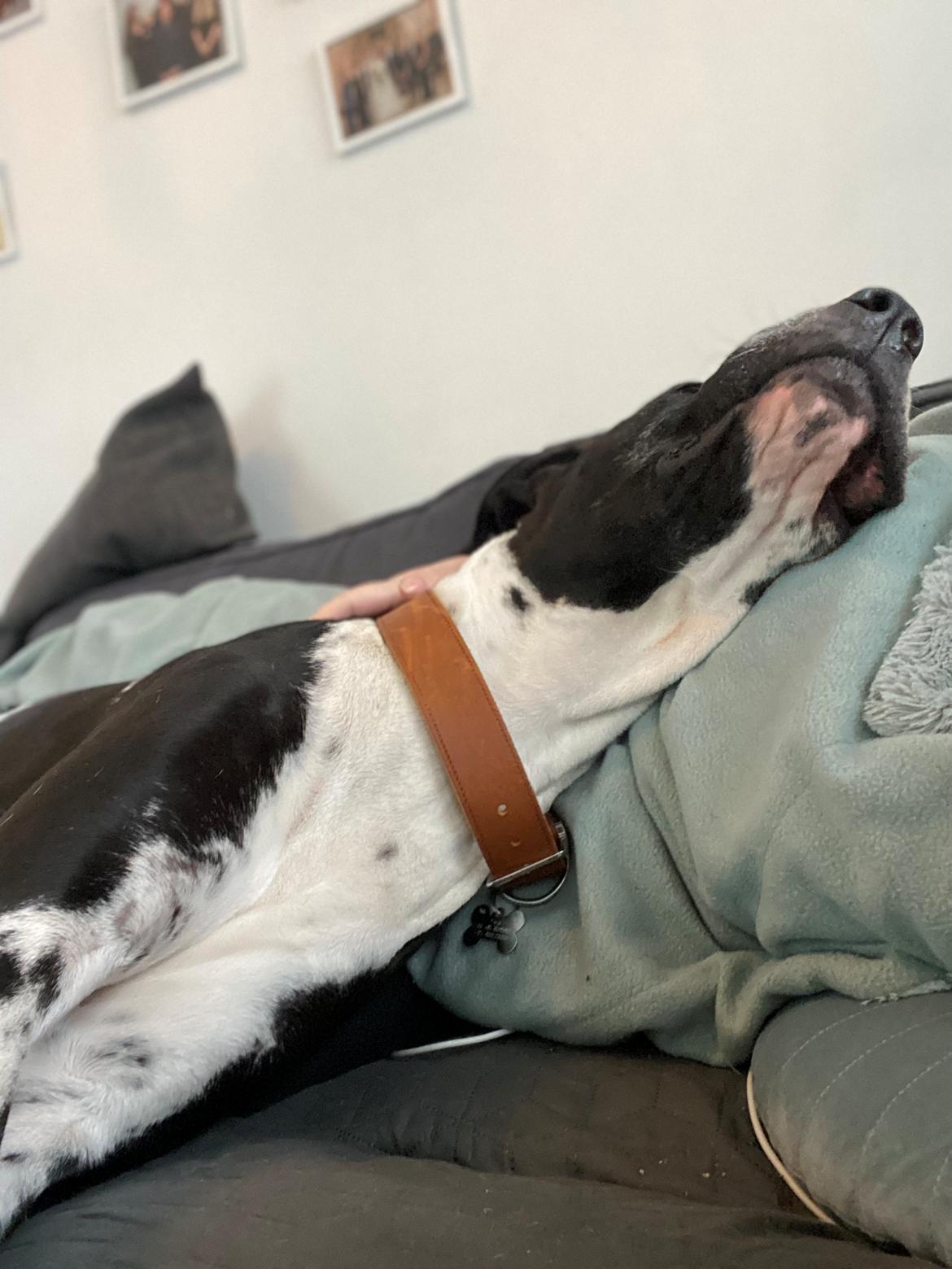 Grand danois Gigi billede 20