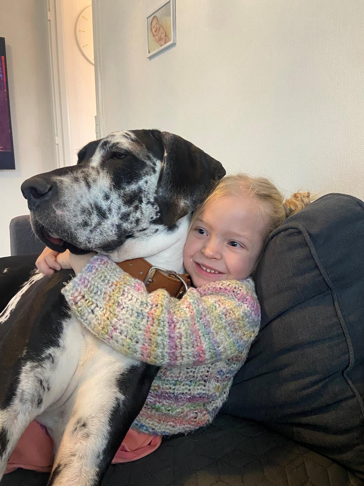 Grand danois Gigi billede 19