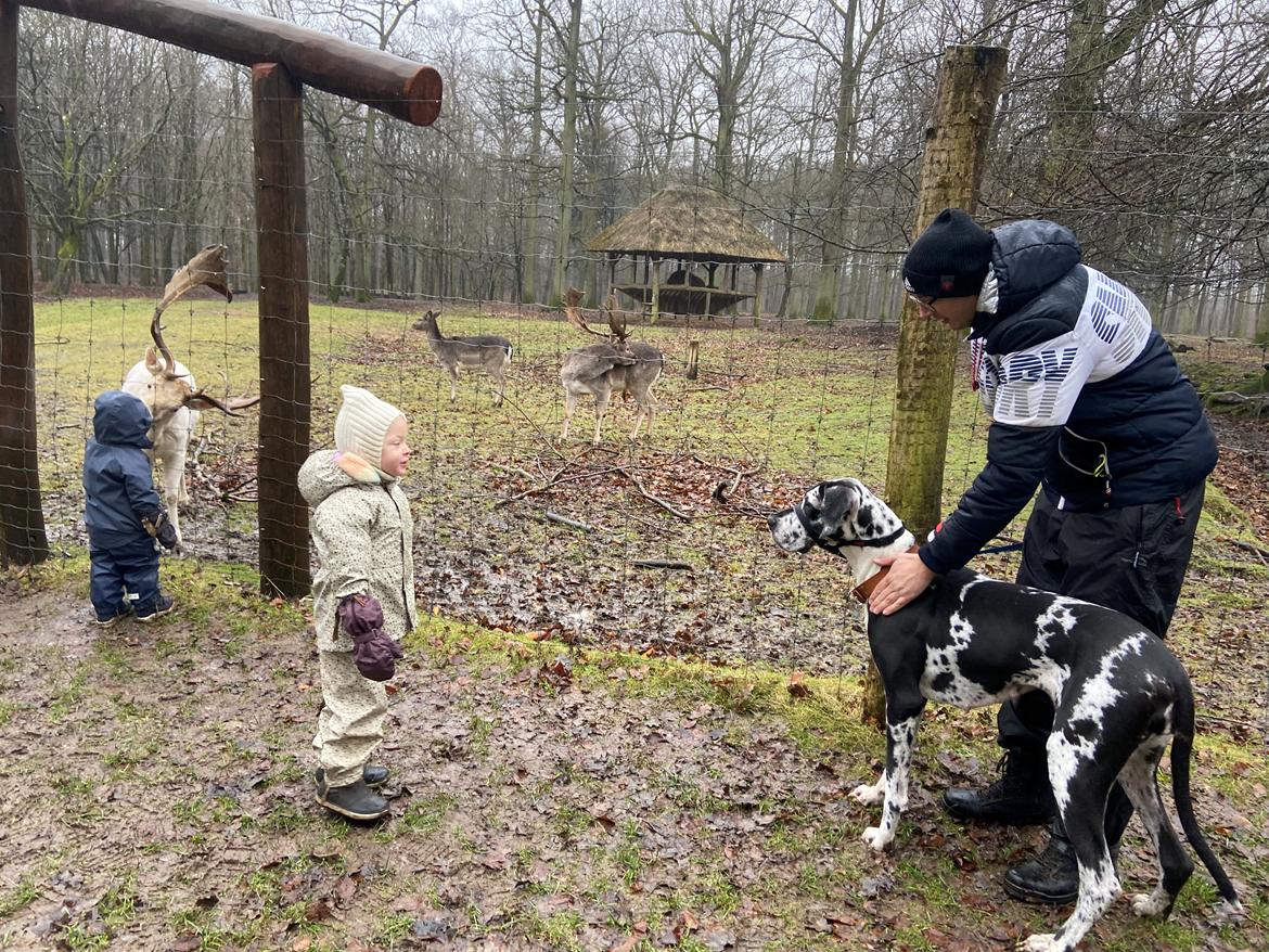 Grand danois Gigi billede 21