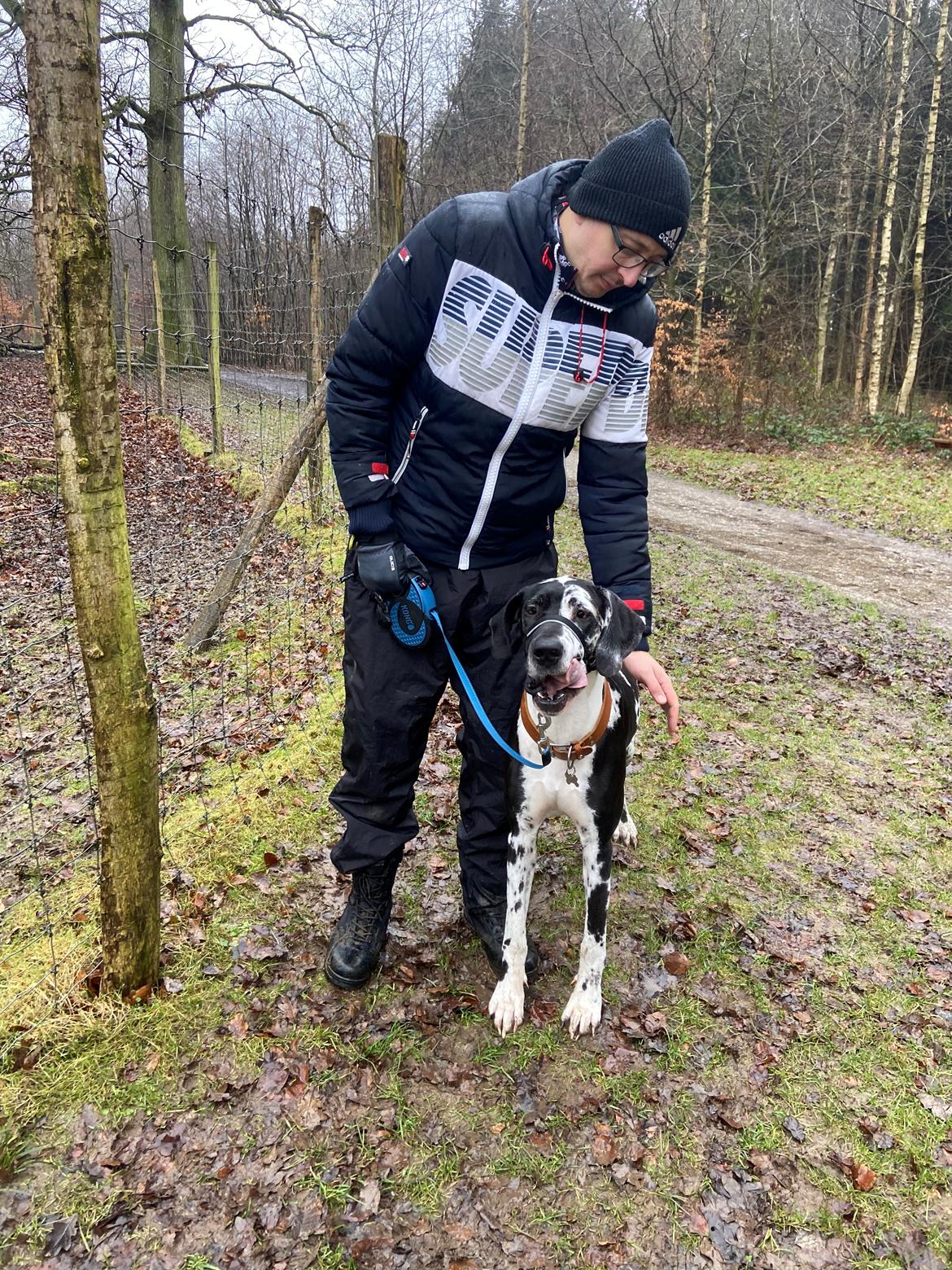 Grand danois Gigi billede 22