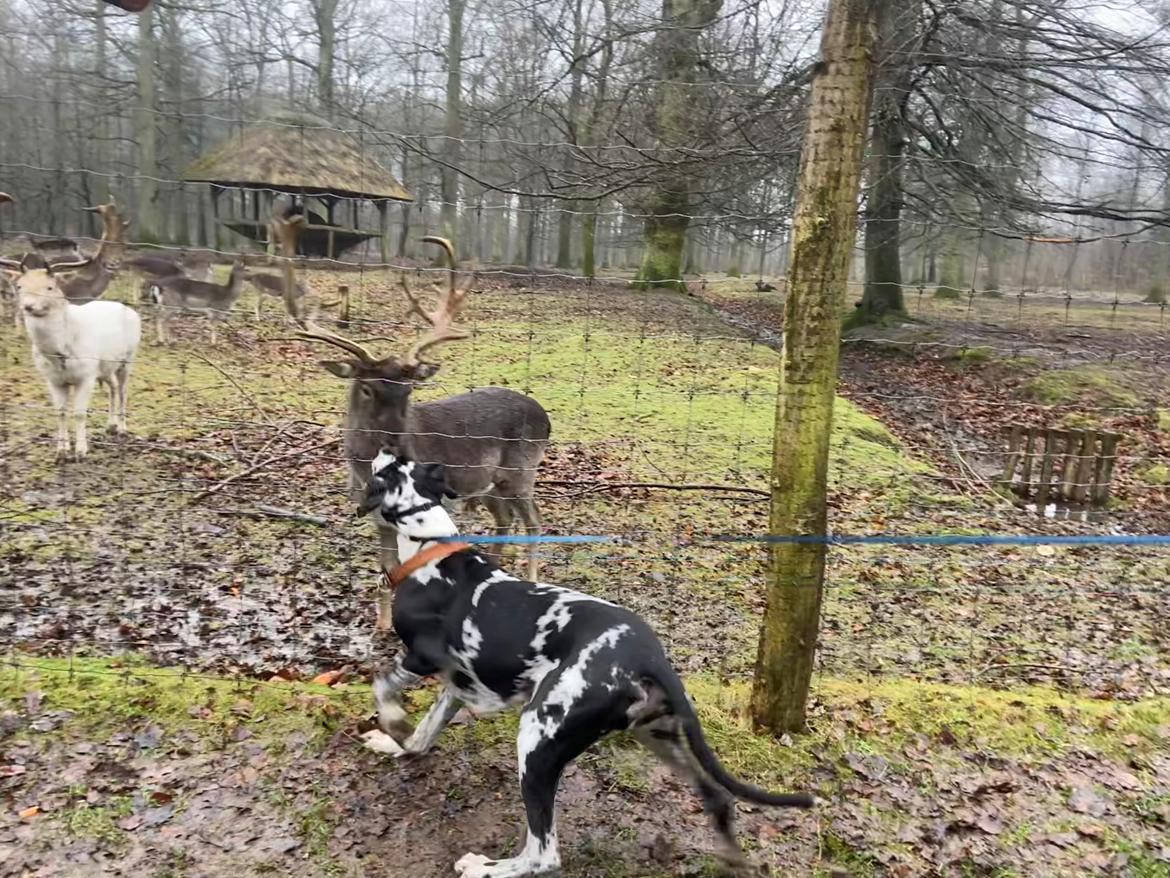 Grand danois Gigi billede 23