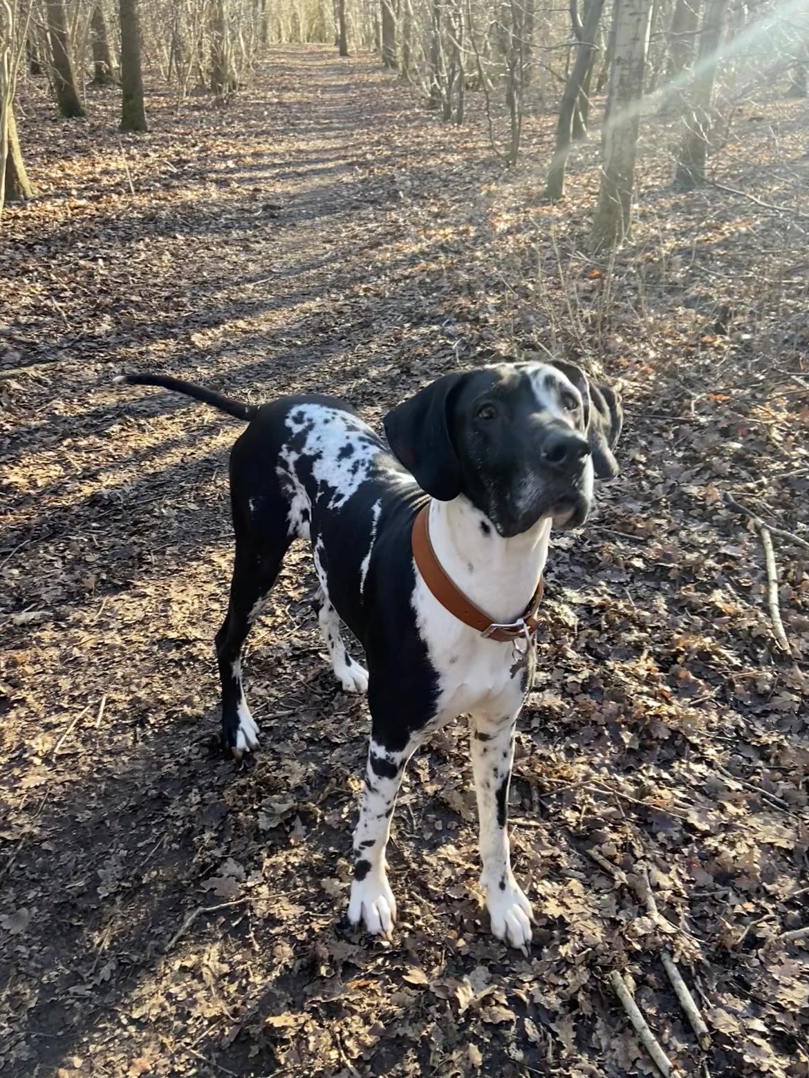 Grand danois Gigi billede 24