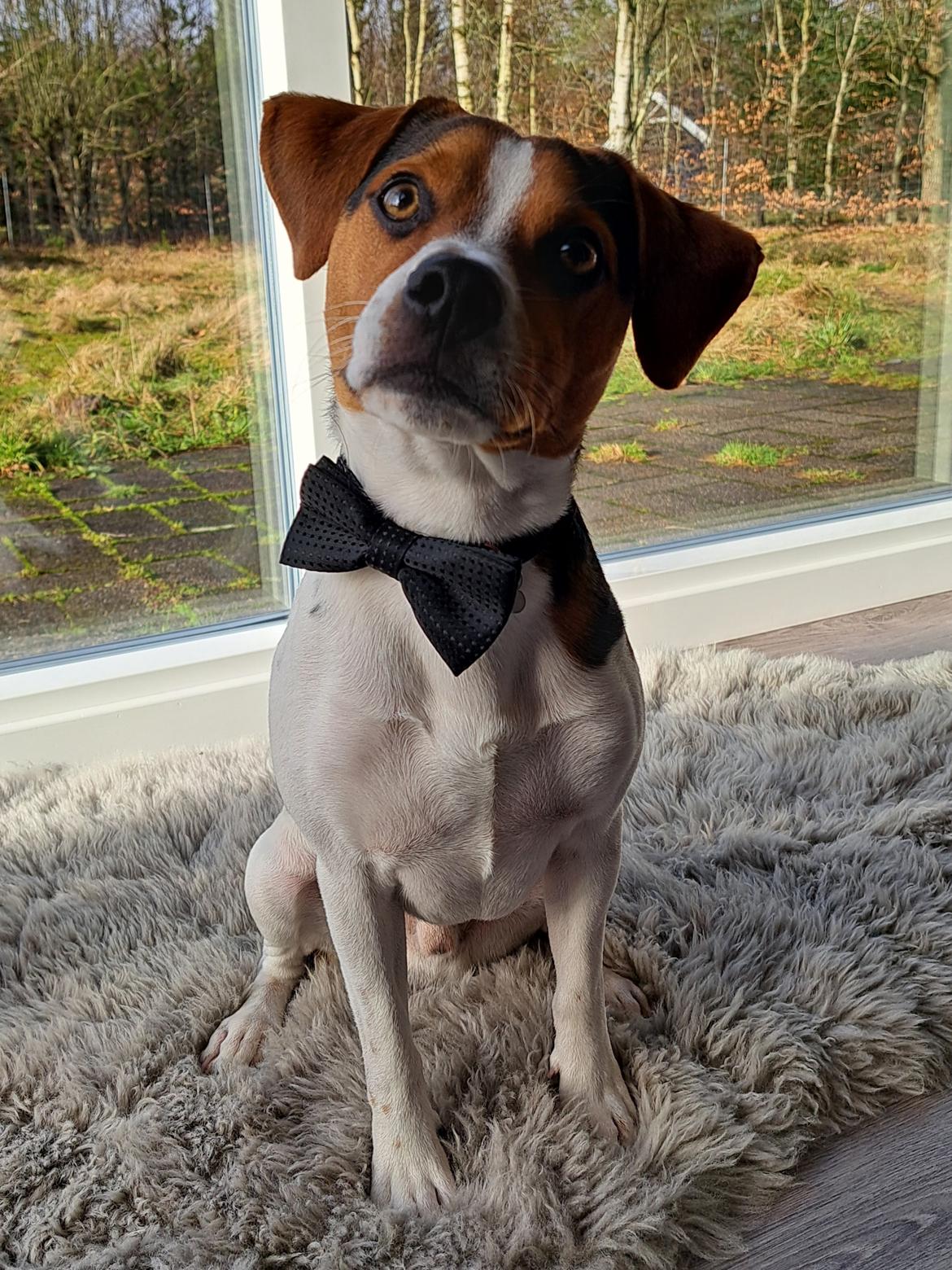 Dansk svensk gaardhund Eddie R.I.P. - 20. februar 2024 billede 36