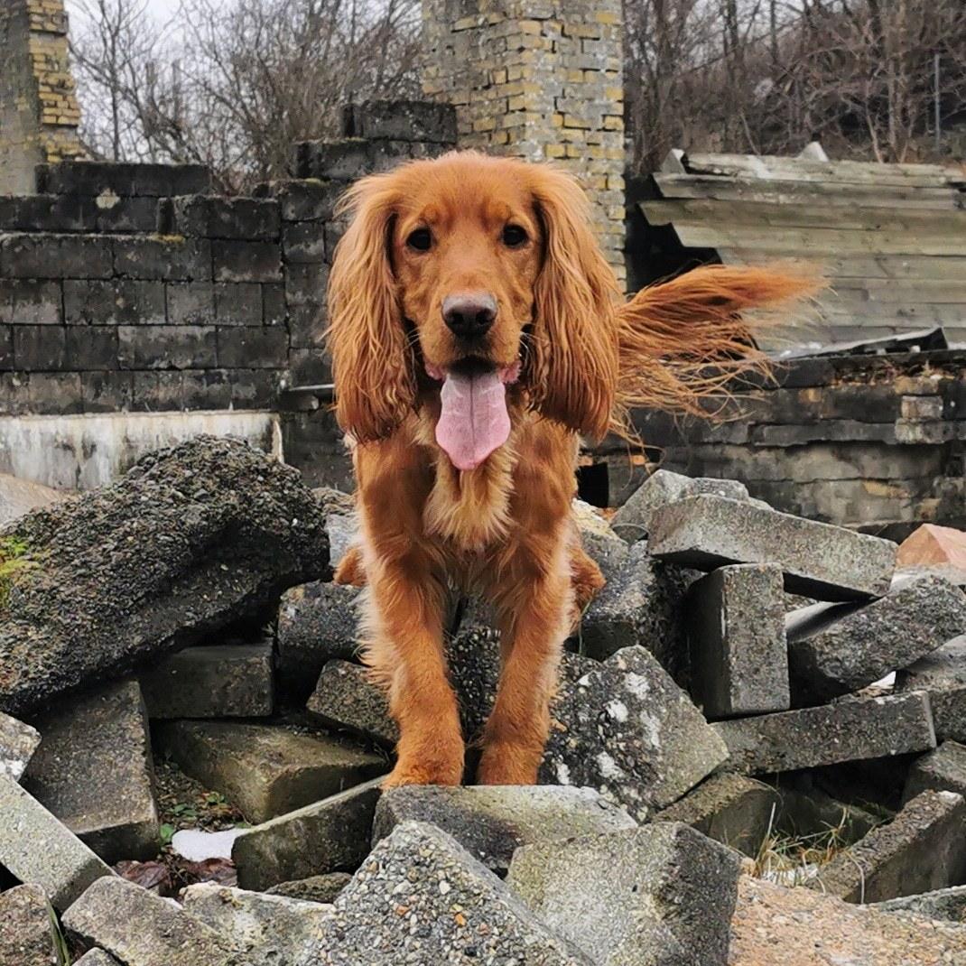 Field Trial Cockerspaniel Kapow  29 juni 2020 - feb 2024 billede 49