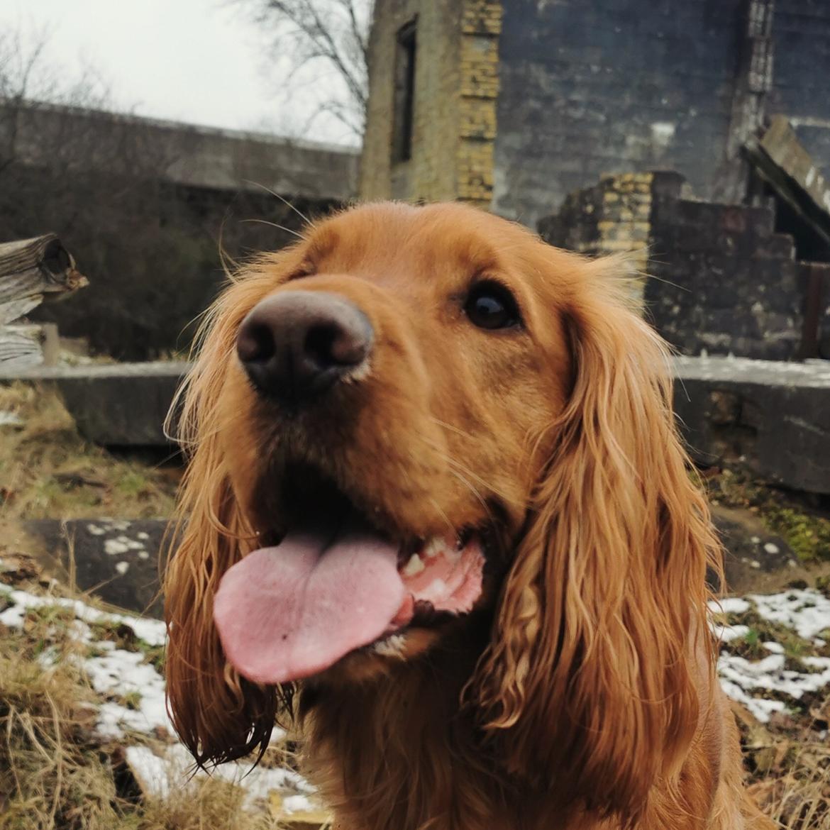 Field Trial Cockerspaniel Kapow  29 juni 2020 - feb 2024  billede 50