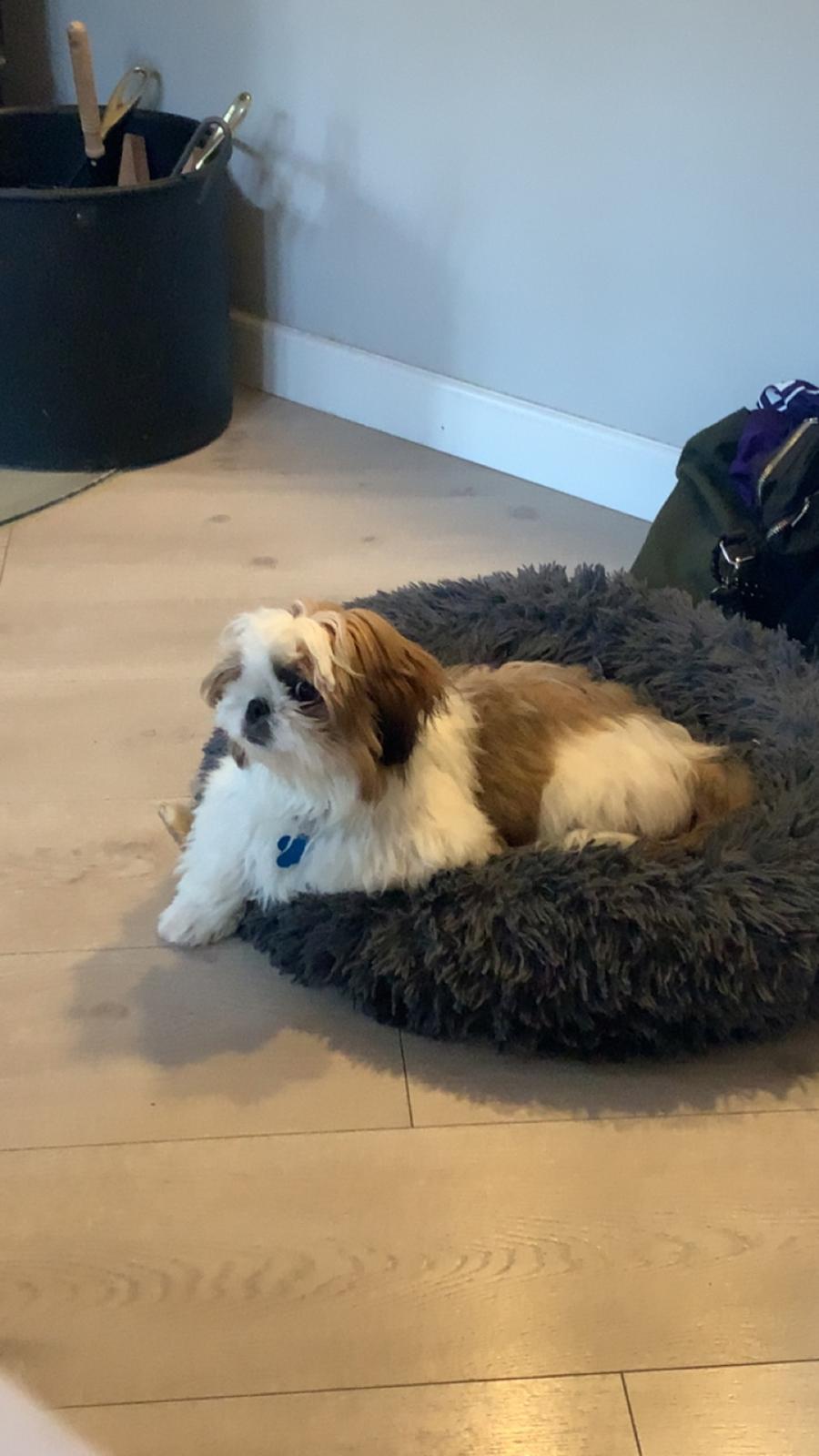 Shih tzu Mandfred (fodervært, servicehundeforningen) billede 20