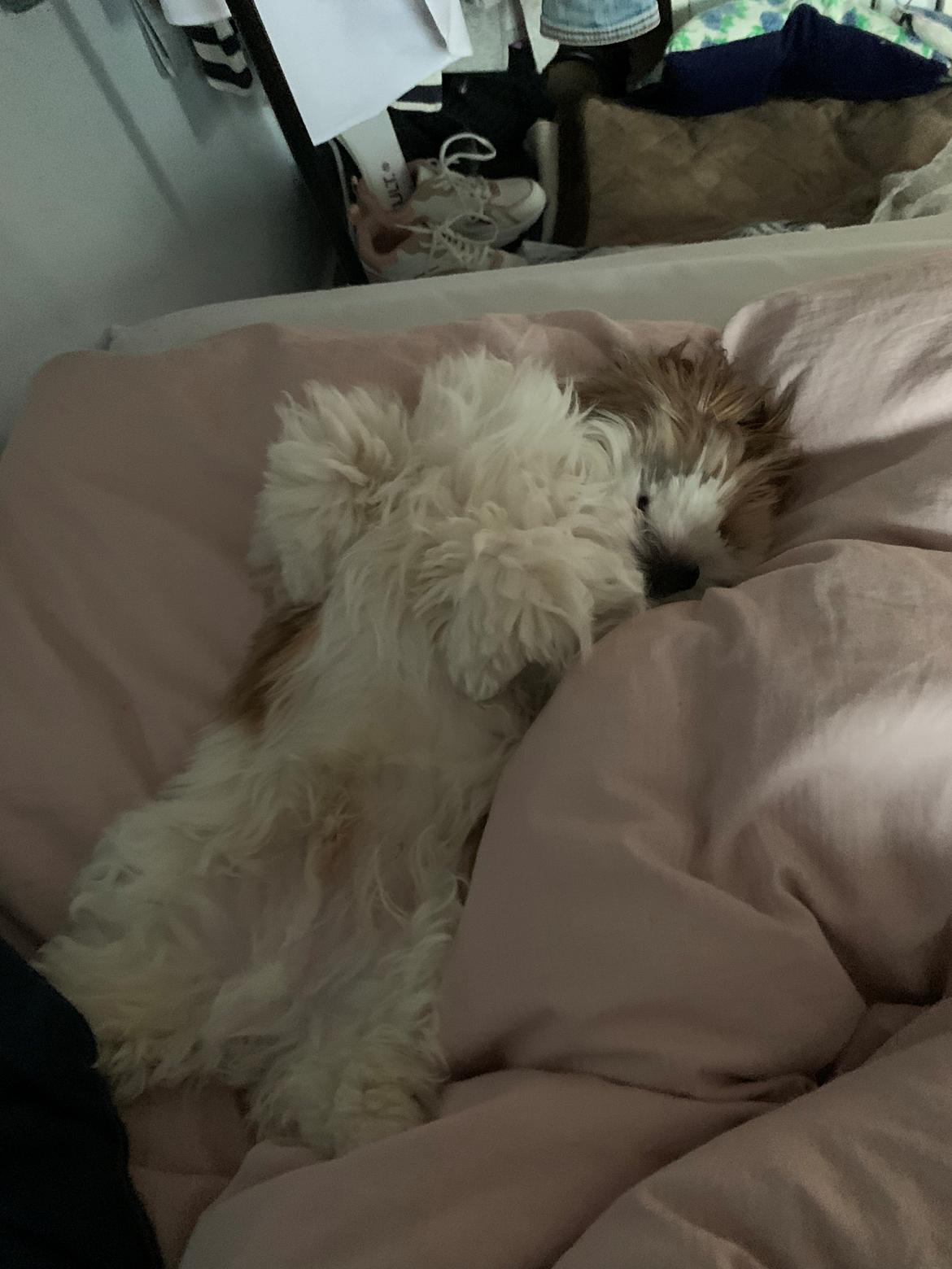 Shih tzu Mandfred (fodervært, servicehundeforningen) billede 23