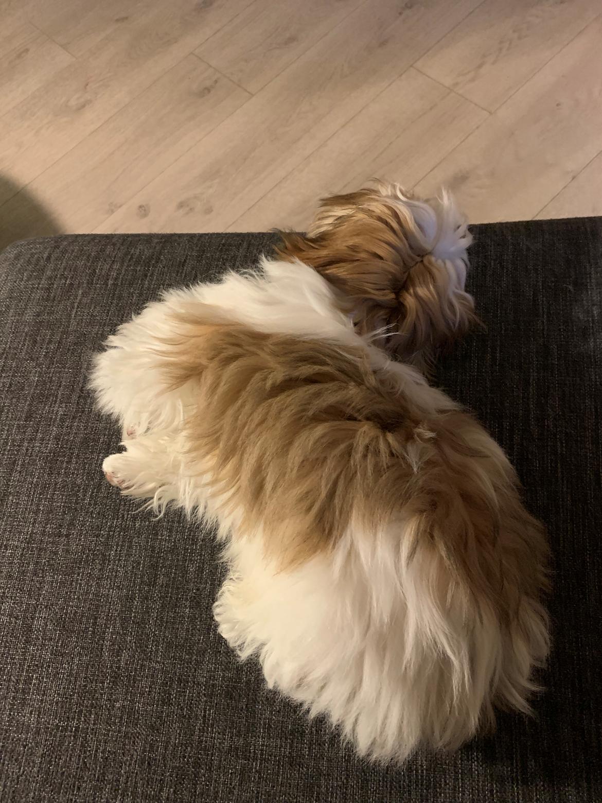 Shih tzu Mandfred (fodervært, servicehundeforningen) billede 19