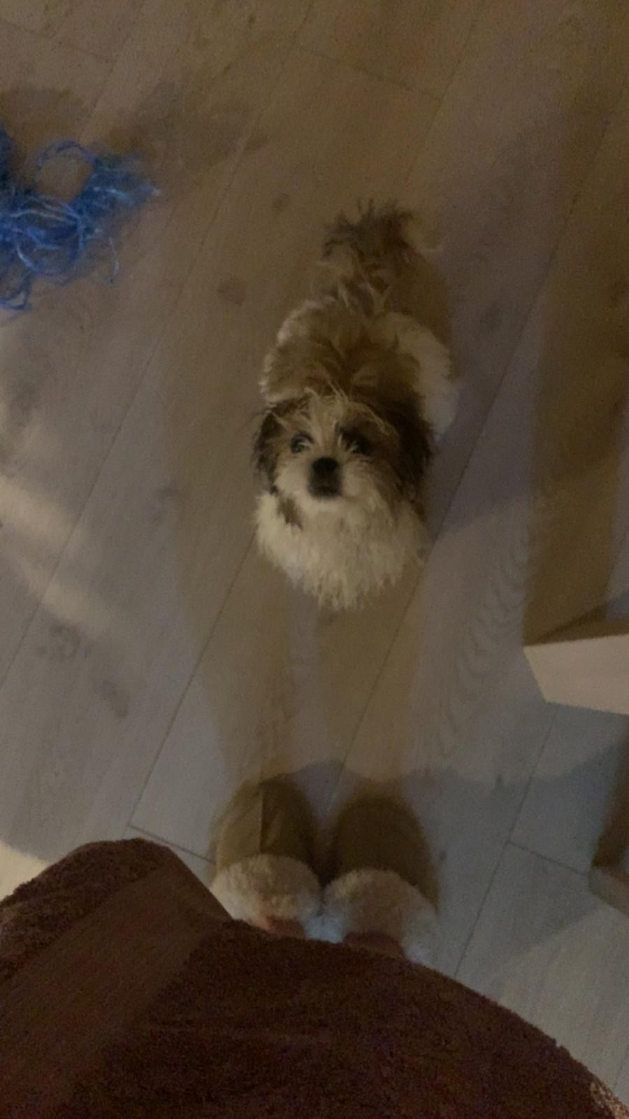 Shih tzu Mandfred (fodervært, servicehundeforningen) billede 24