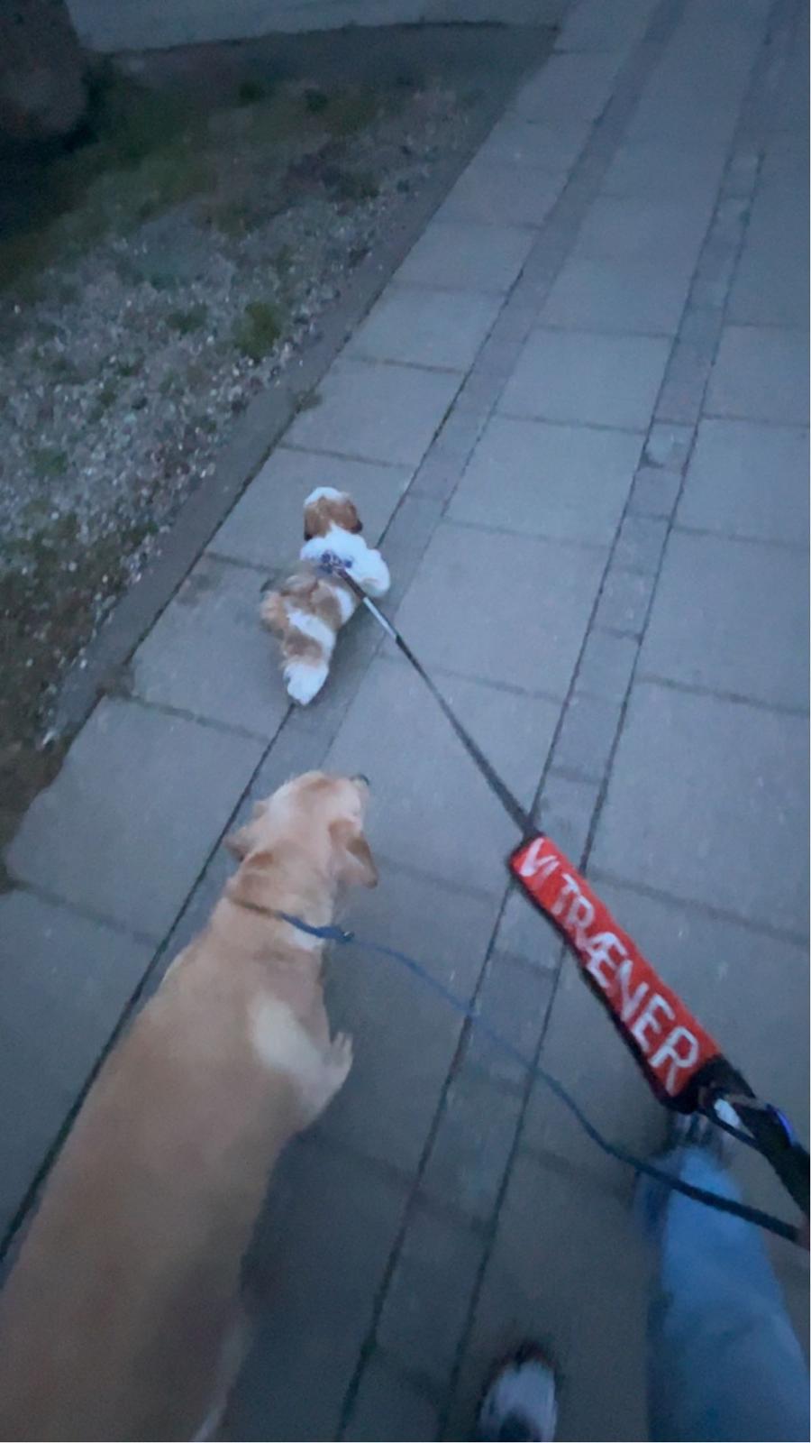 Shih tzu Mandfred (fodervært, servicehundeforningen) billede 26