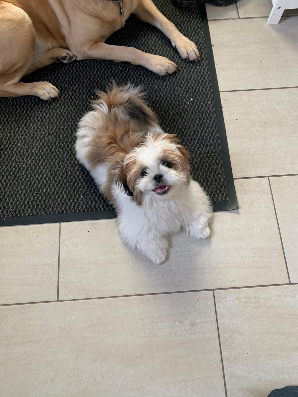 Shih tzu Mandfred (fodervært, servicehundeforningen) billede 25