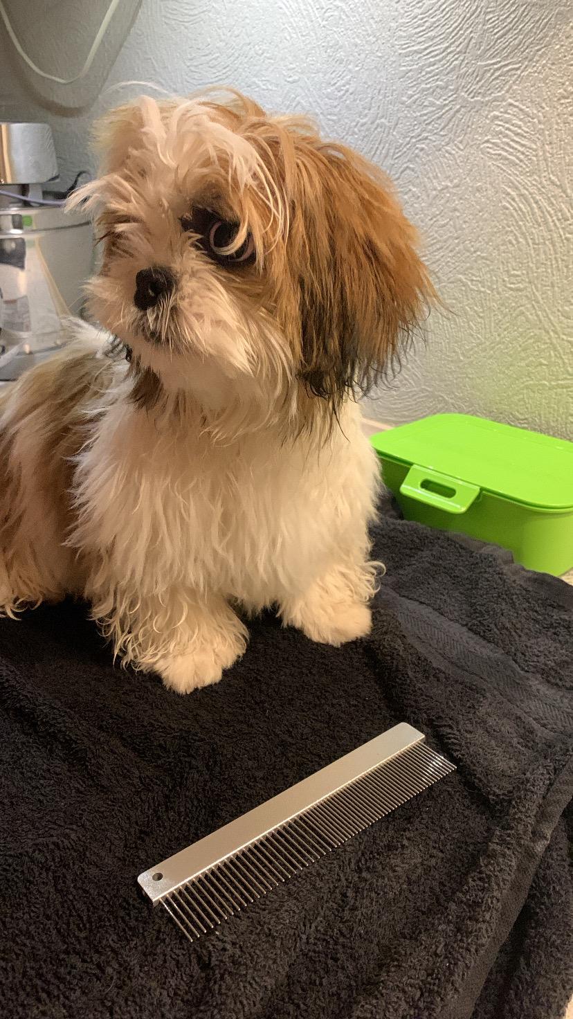 Shih tzu Mandfred (fodervært, servicehundeforningen) billede 27