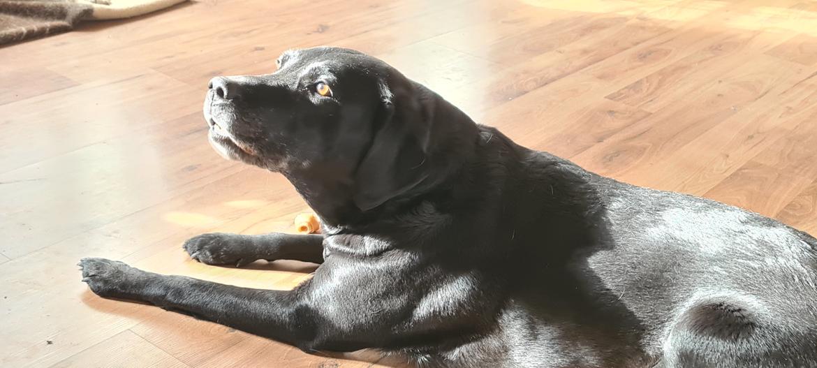 Labrador retriever † Sif †  - 01/03 2024 billede 3