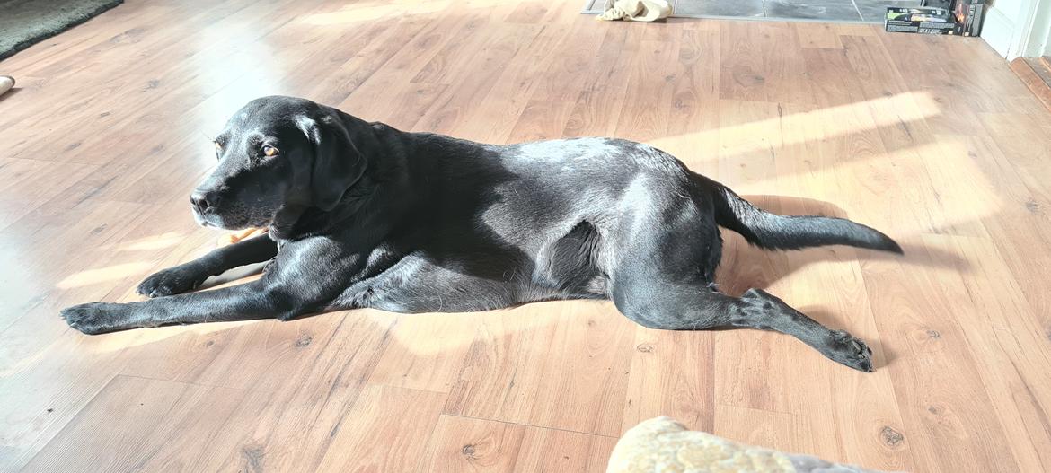 Labrador retriever Sif billede 50