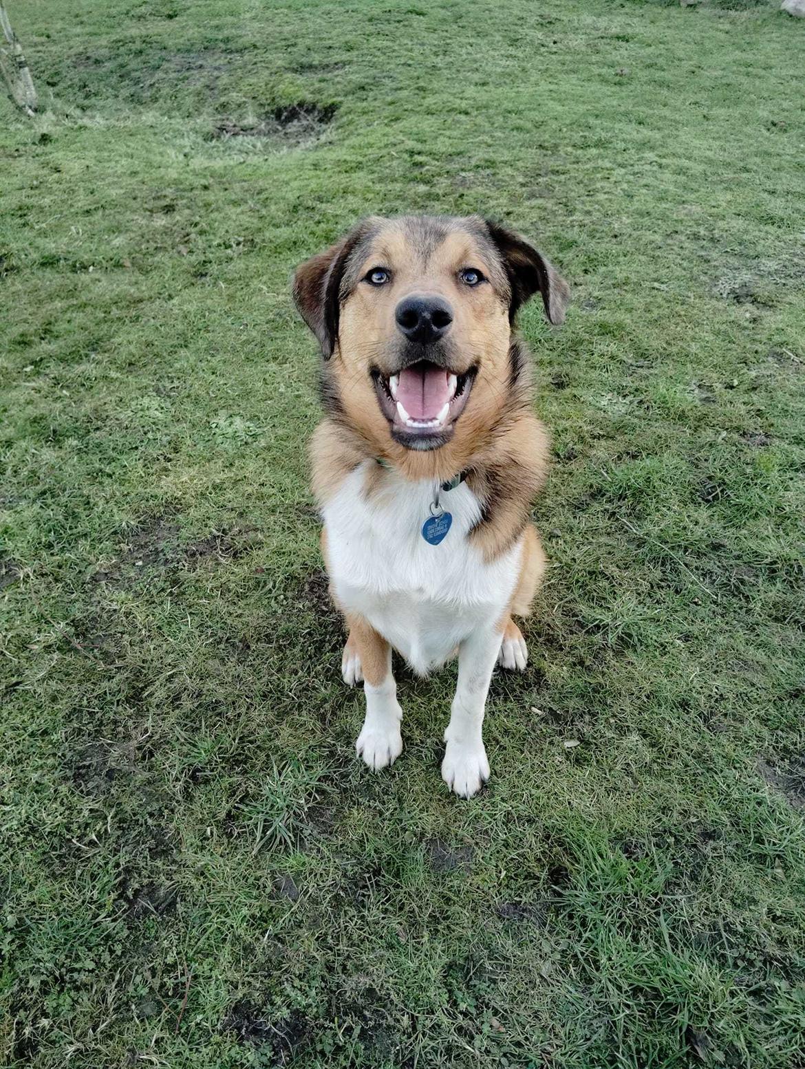 Blanding af racer Balder billede 1