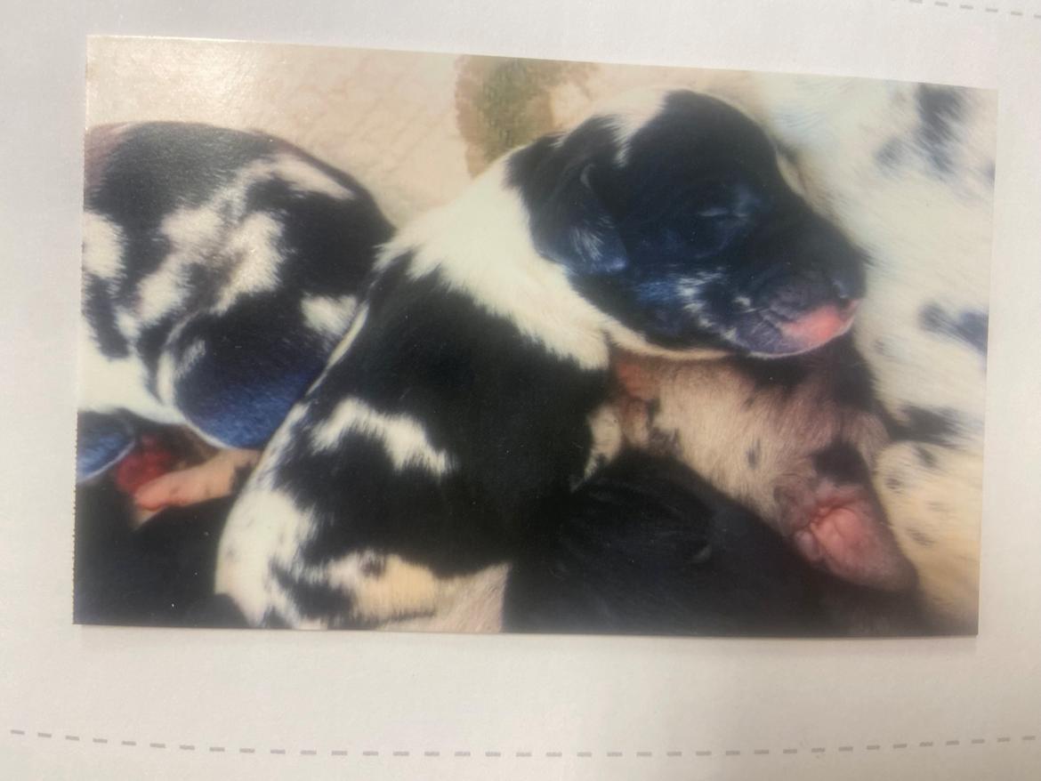 Grand danois Gigi billede 25