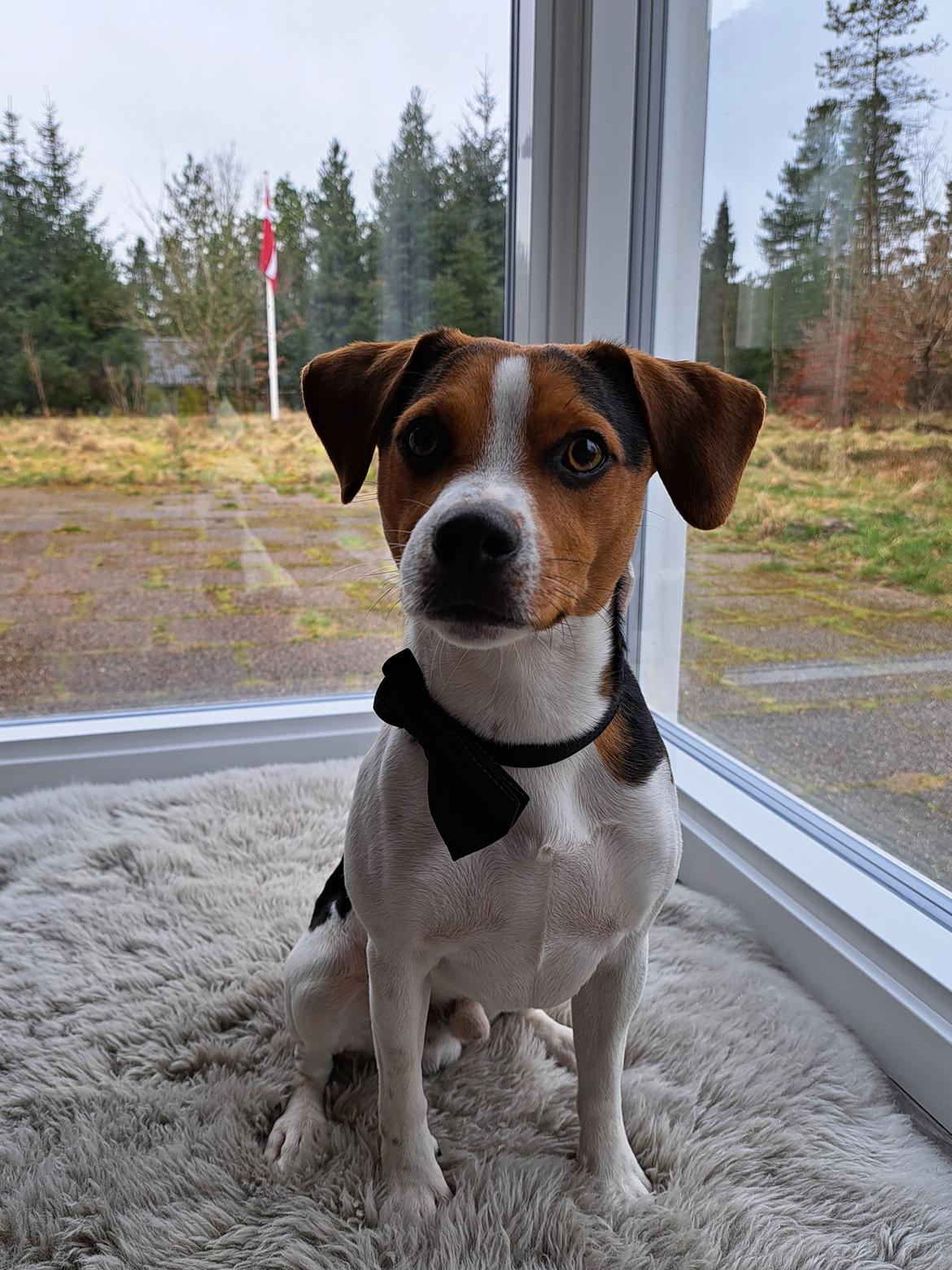 Dansk svensk gaardhund Eddie R.I.P. - 15. marts 2024 billede 37