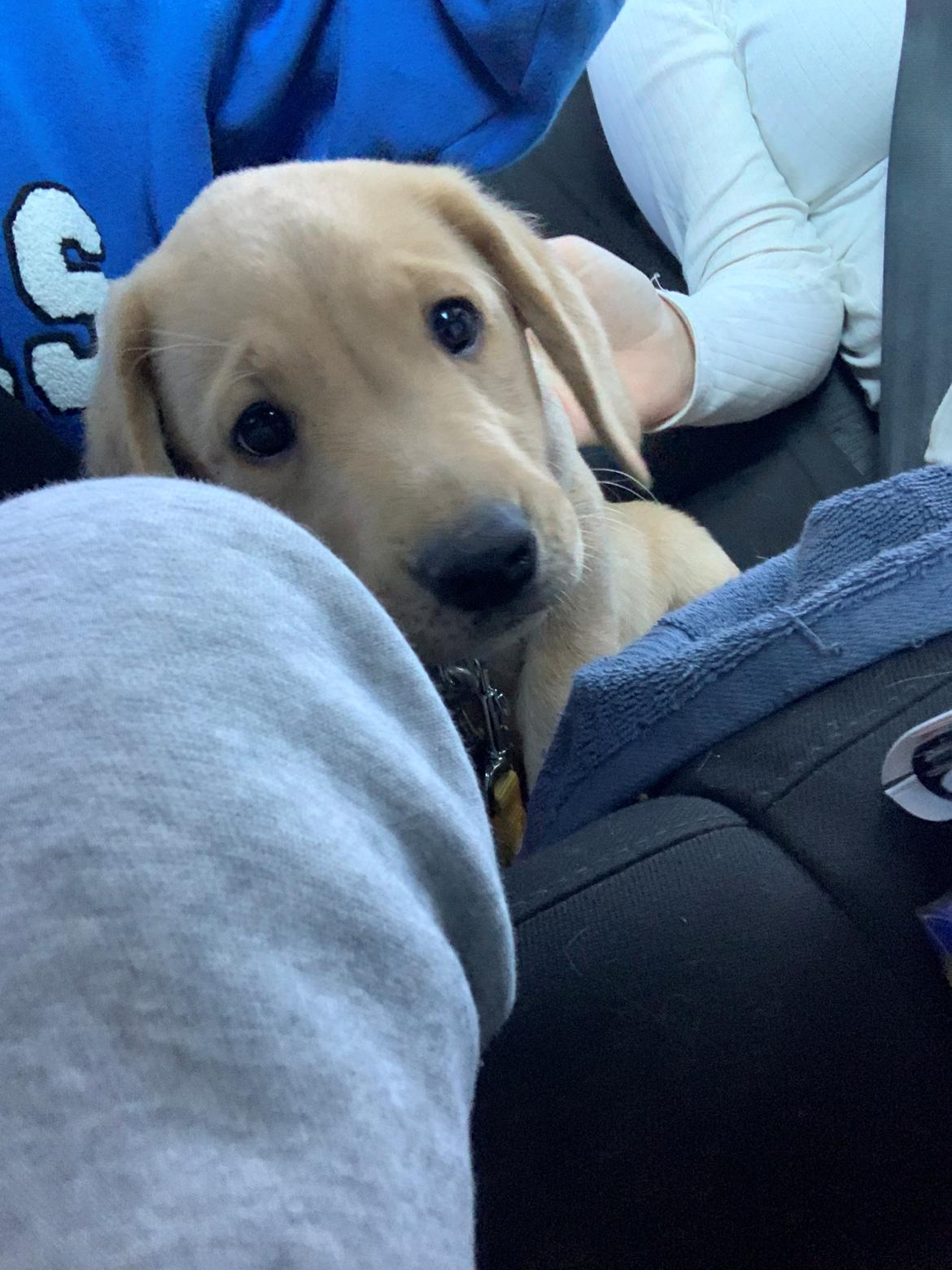 Labrador retriever Otto (servicehund , servicehundeforningen) billede 1