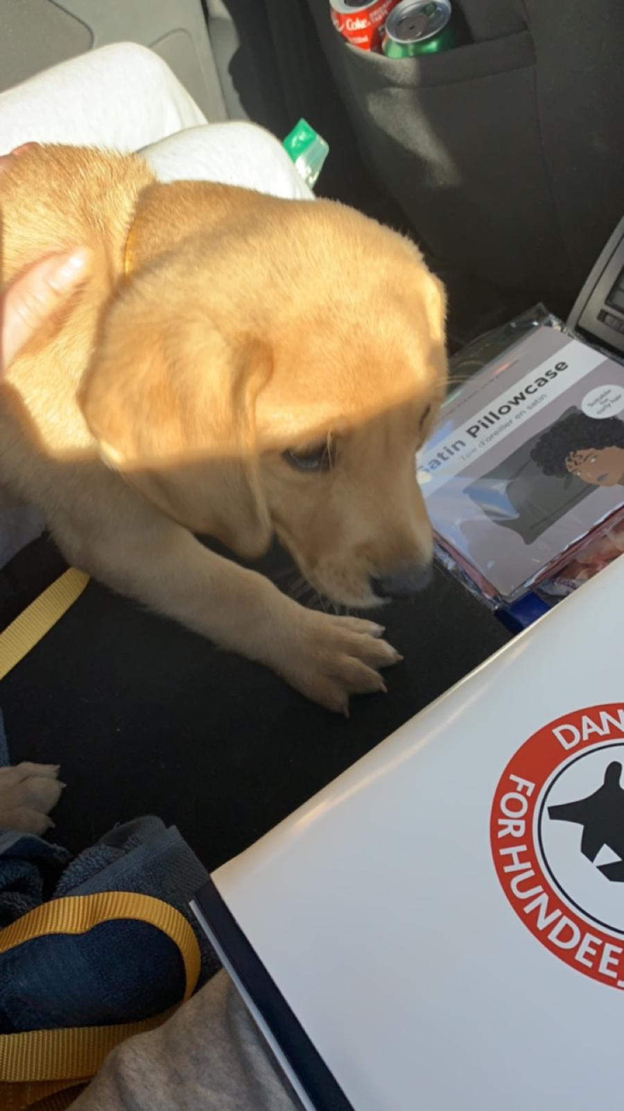 Labrador retriever Otto (fodervært, servicehundeforningen) billede 2