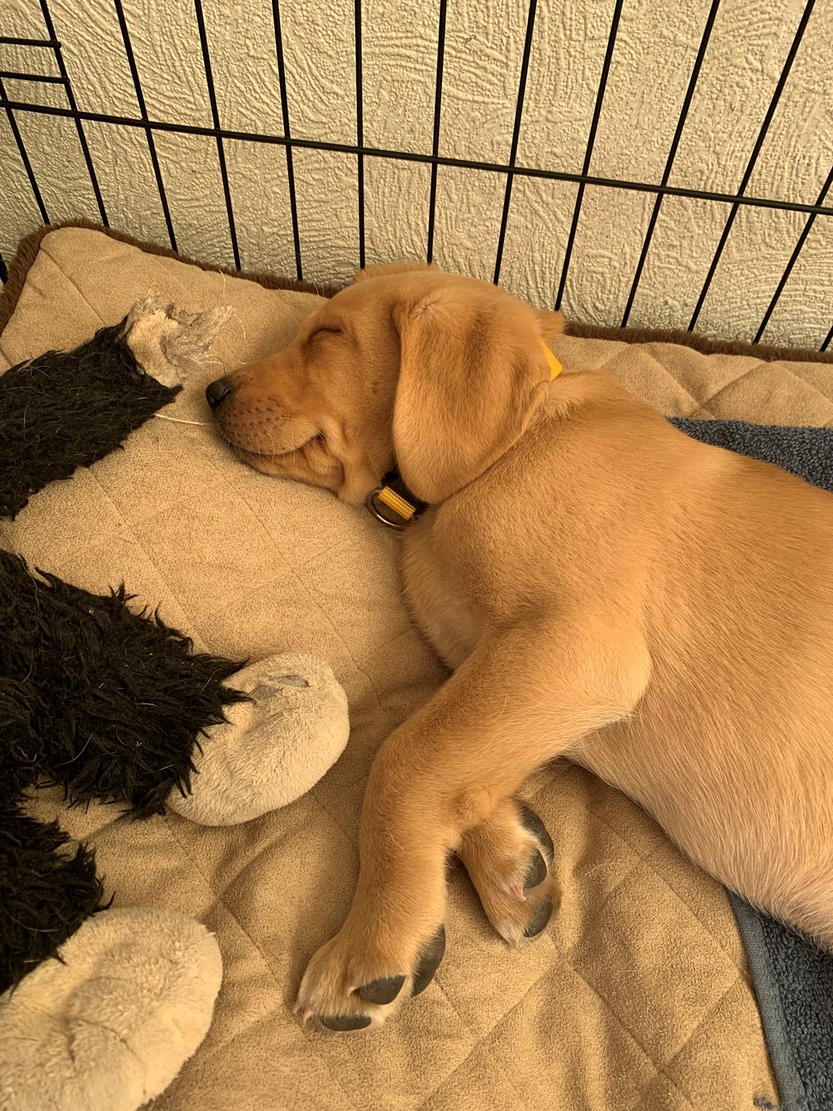 Labrador retriever Otto (servicehund , servicehundeforningen) billede 5