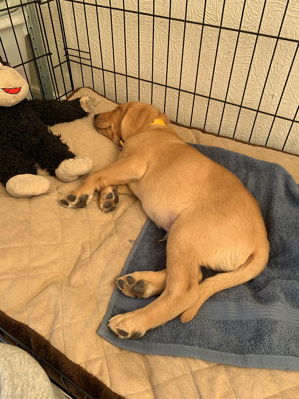 Labrador retriever Otto (servicehund , servicehundeforningen) billede 6