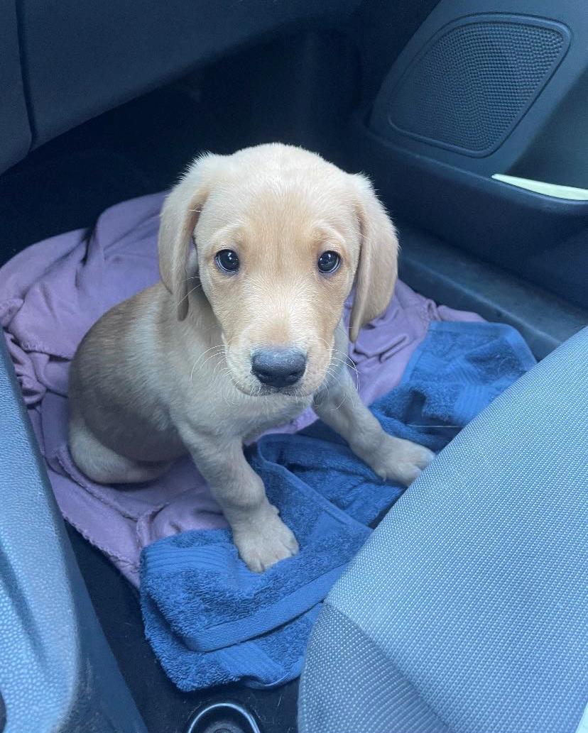 Labrador retriever Otto (servicehund , servicehundeforningen) billede 3