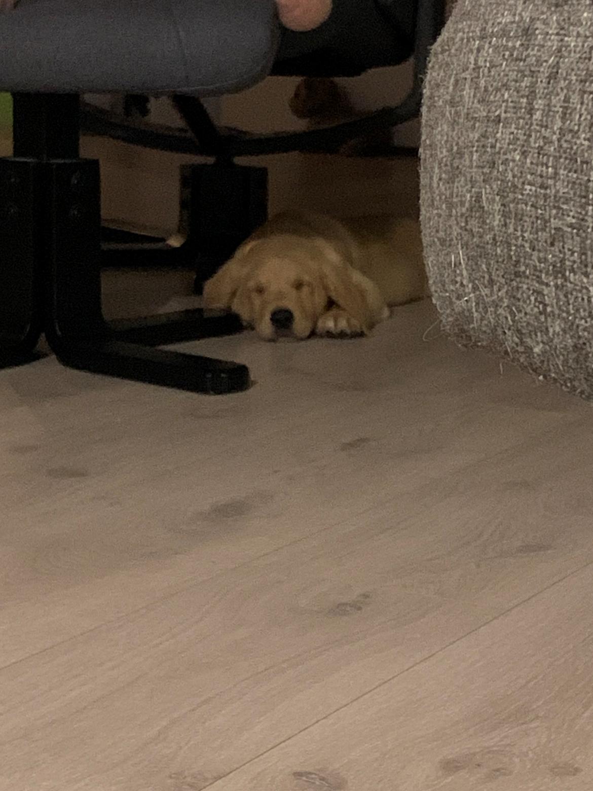 Labrador retriever Otto (servicehund , servicehundeforningen) billede 7