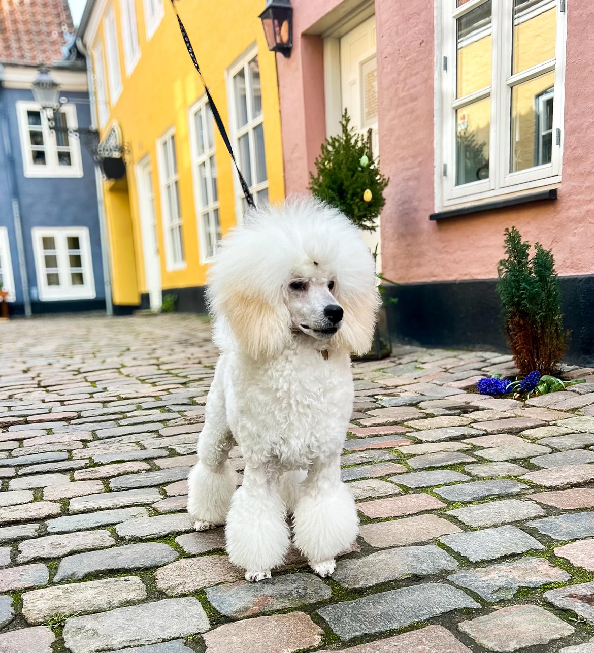 Mellempuddel Thorbjørn - 6 mdr billede 13