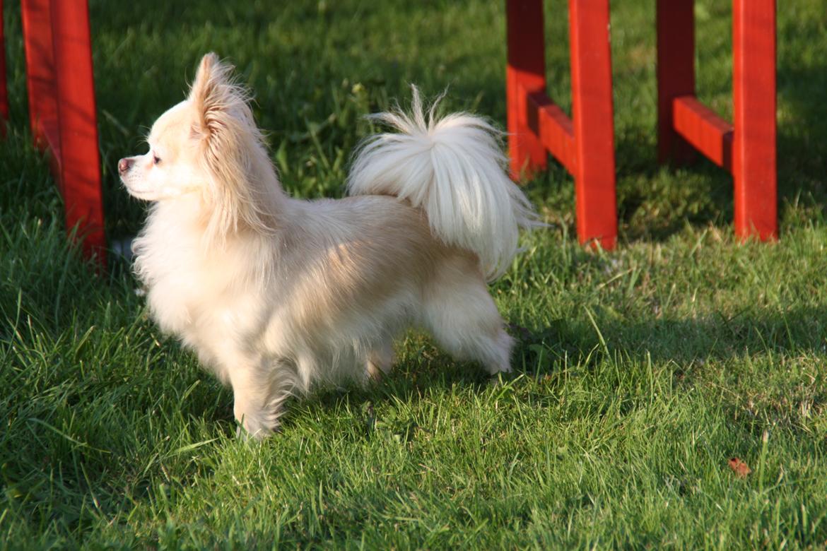 Chihuahua Kaiser billede 22