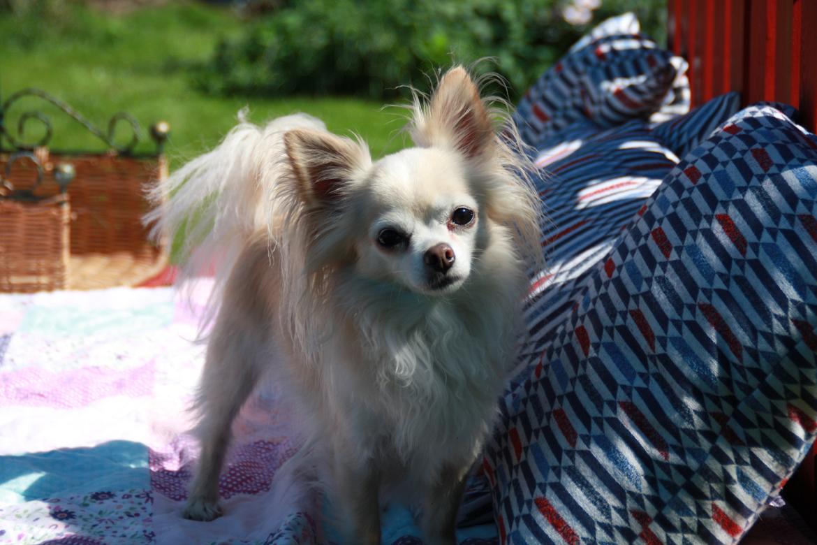 Chihuahua Kaiser billede 23