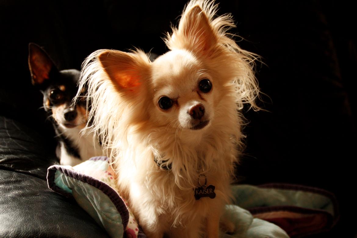 Chihuahua Kaiser billede 24