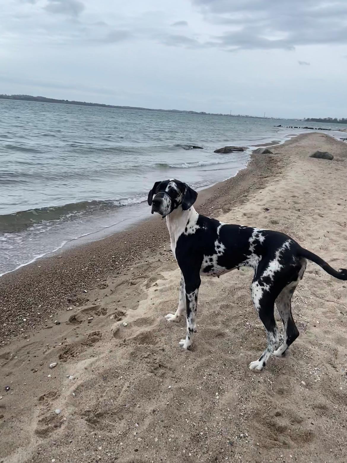 Grand danois Gigi billede 26