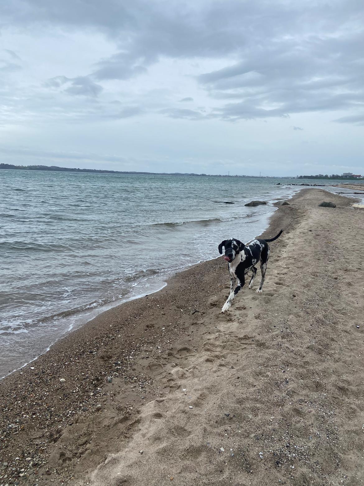 Grand danois Gigi billede 27