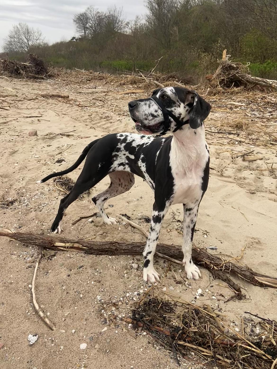 Grand danois Gigi billede 28