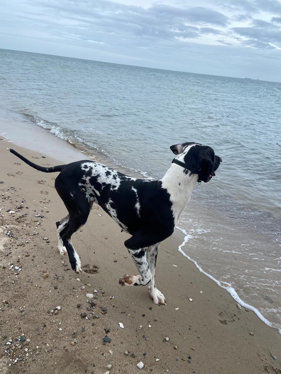 Grand danois Gigi billede 29