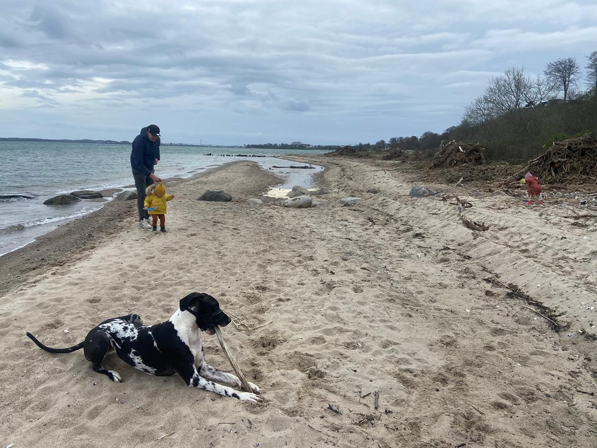 Grand danois Gigi billede 31