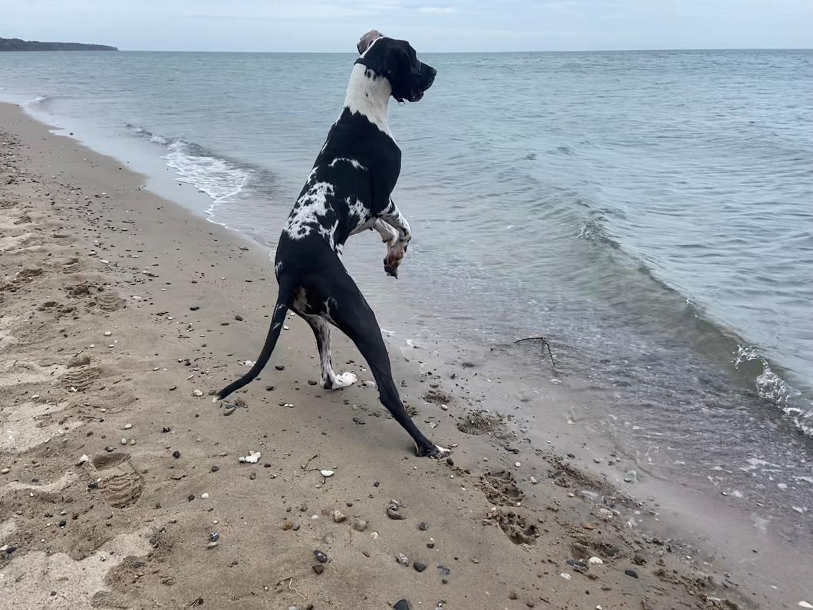 Grand danois Gigi billede 30