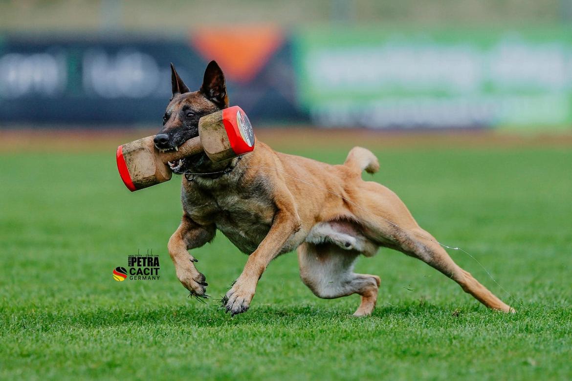 Malinois IGP3 Esh Codi-Fin  - CACIT 2024 billede 2