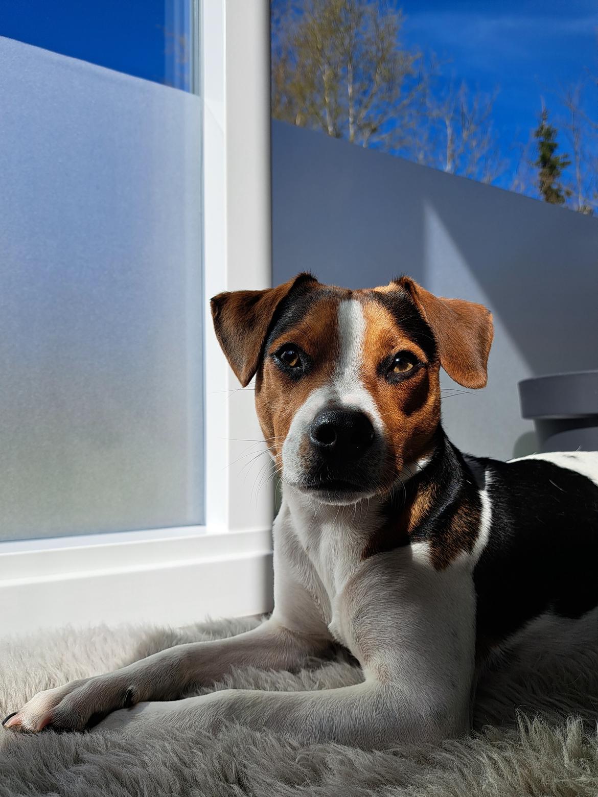 Dansk svensk gaardhund Eddie R.I.P. - 21. april 2024 billede 38