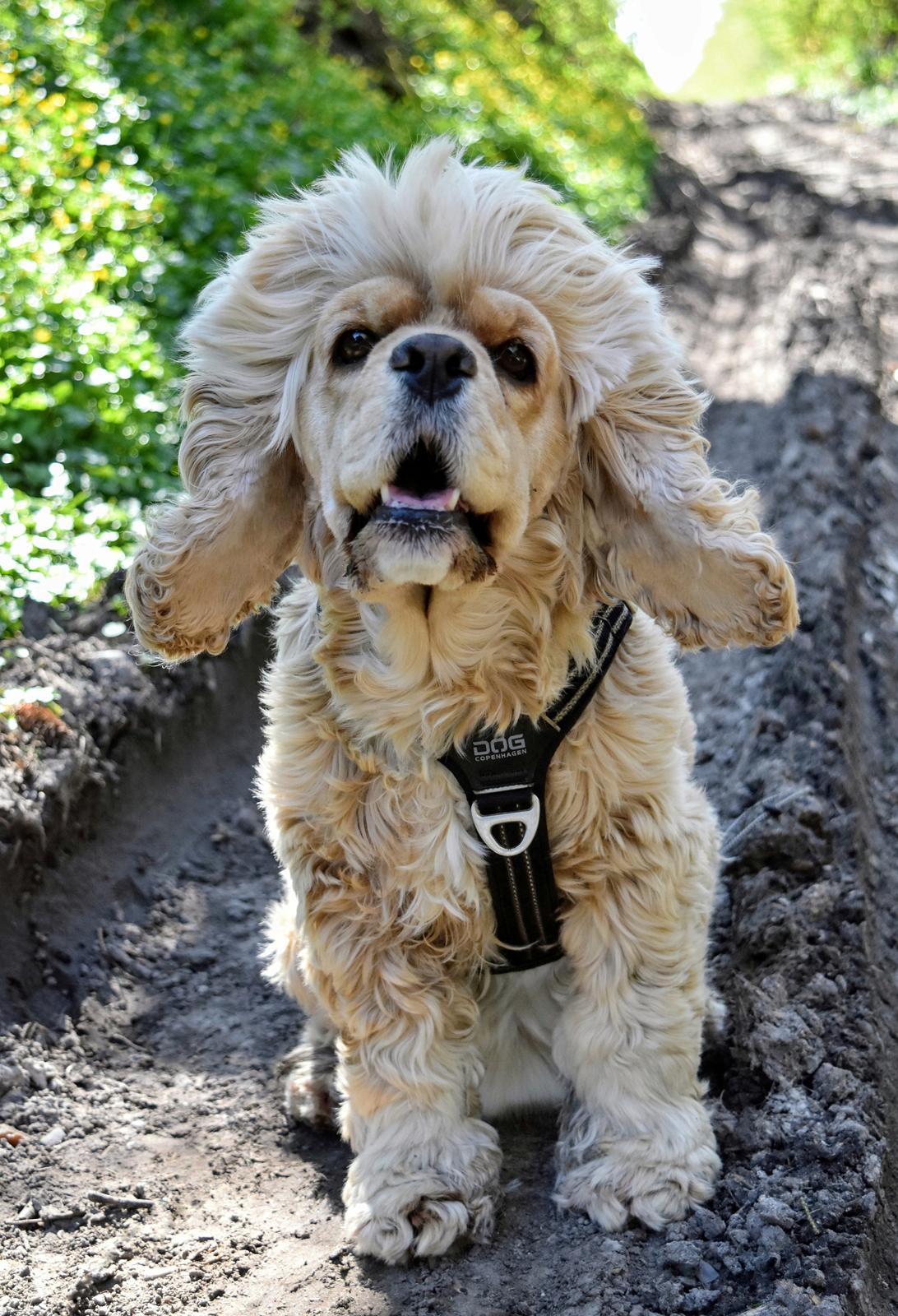 Amerikansk cocker spaniel Viggo Pedersen  billede 49