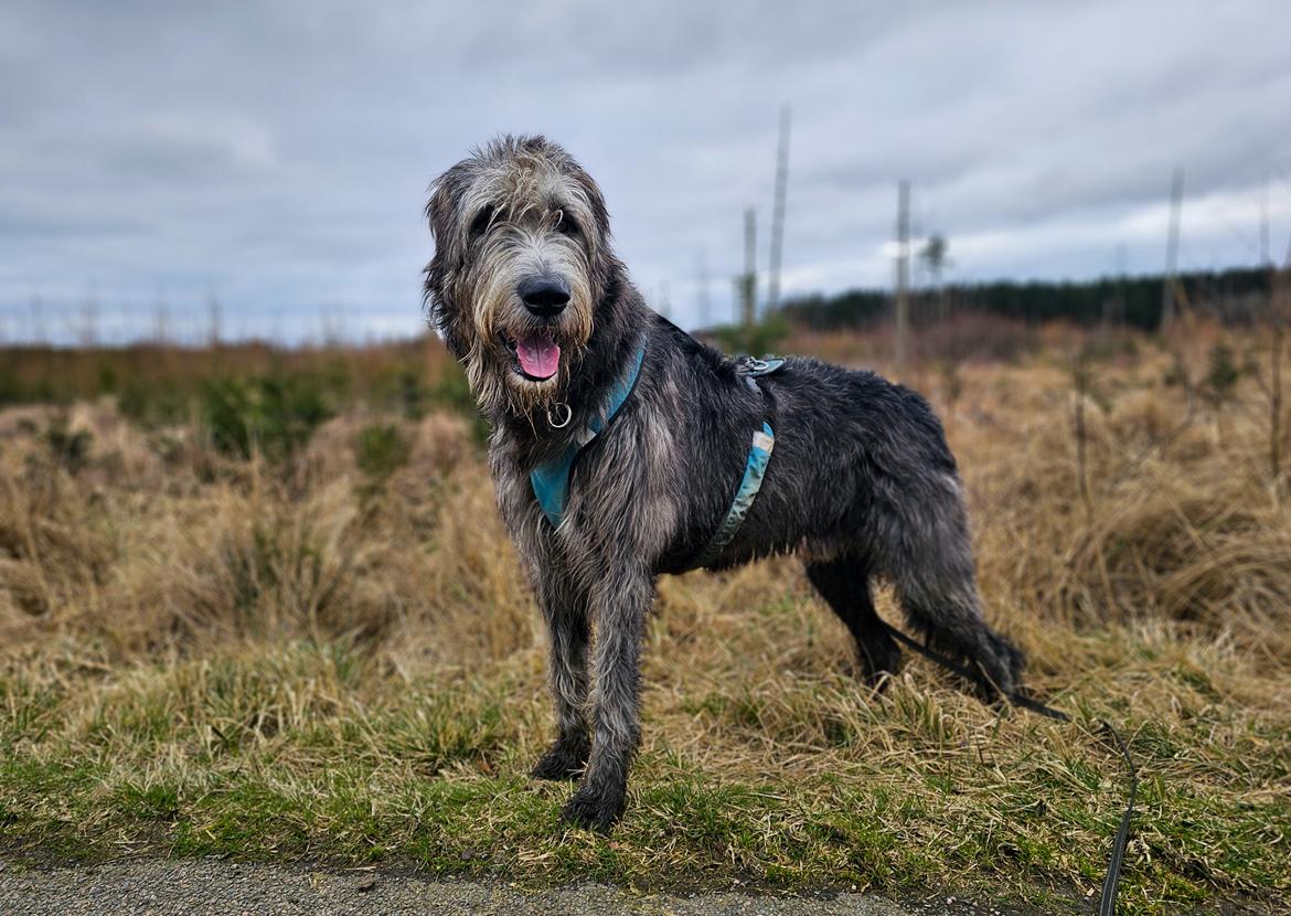 Irsk ulvehund Uffe billede 50