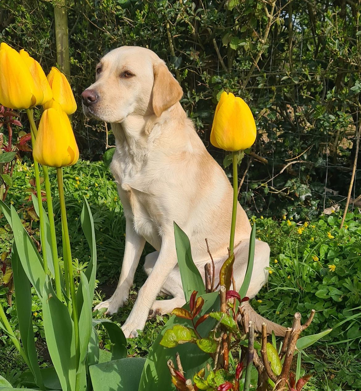 Labrador retriever Puk - Puk pigen <3  billede 1