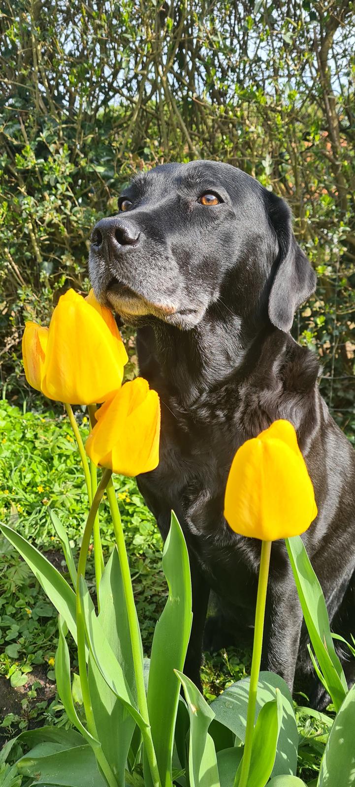 Labrador retriever Sif - Nyt Sif  billede 9