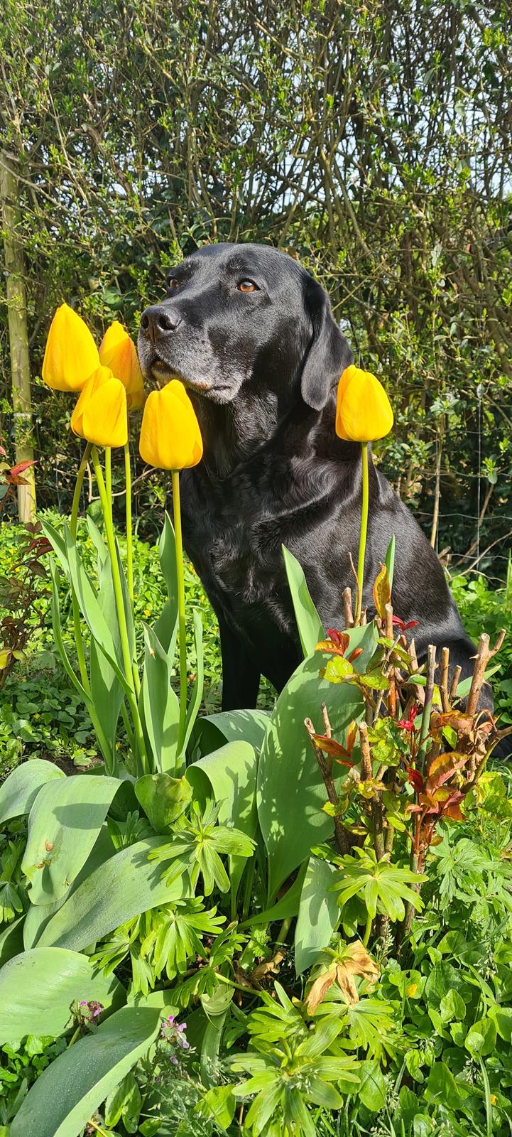 Labrador retriever † Sif †  - nyt billede 2