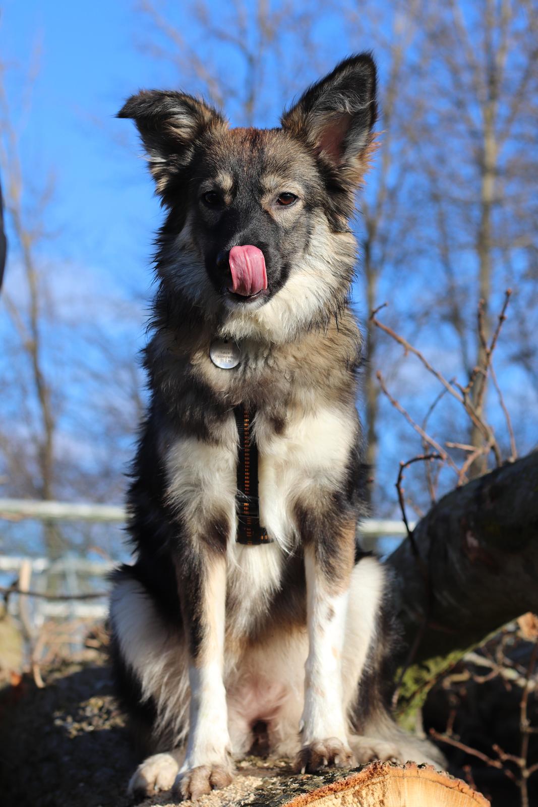 Blanding af racer Carla (Rumænsk gadehund) billede 2