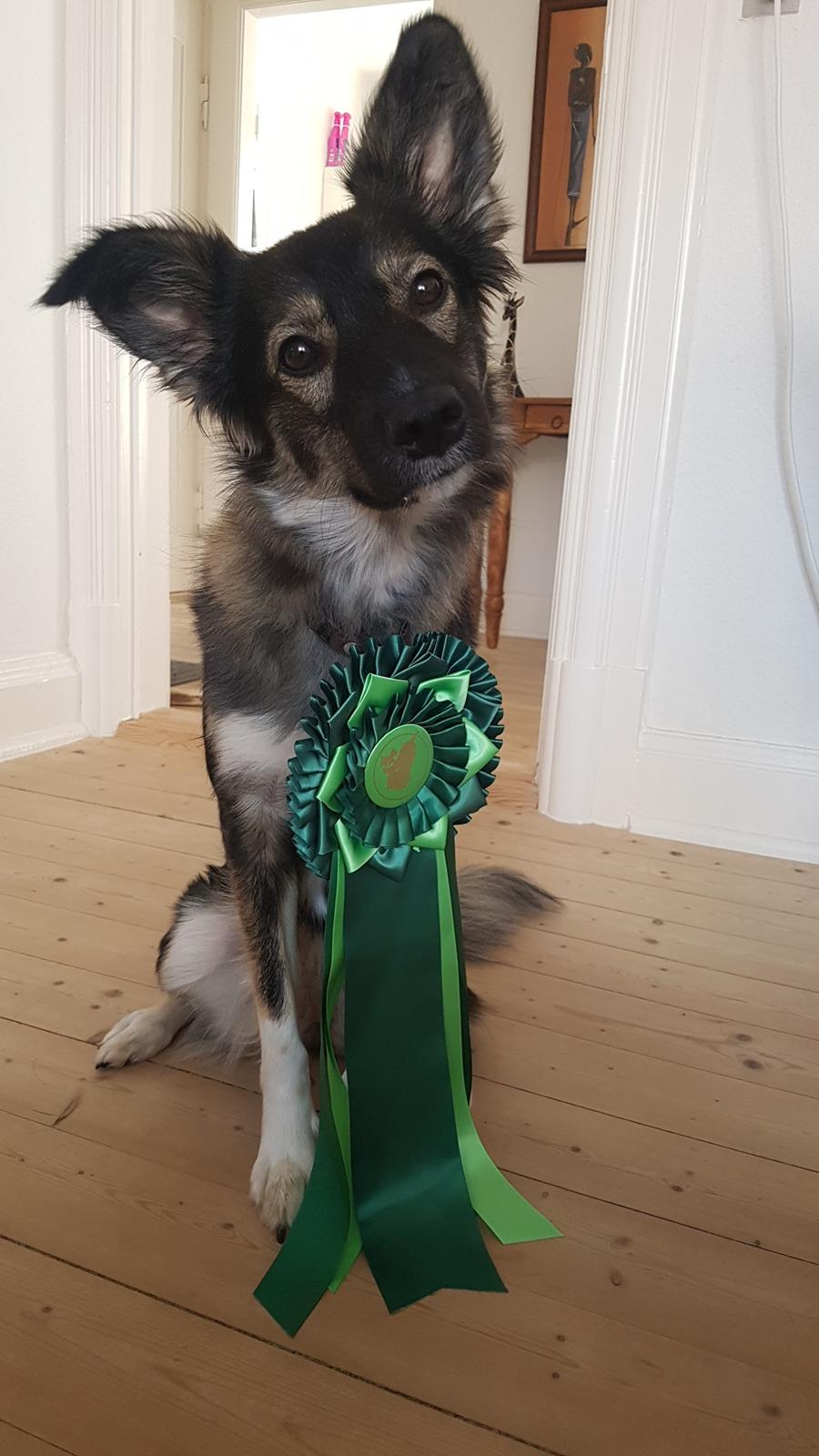 Blanding af racer Carla (Rumænsk gadehund) billede 1