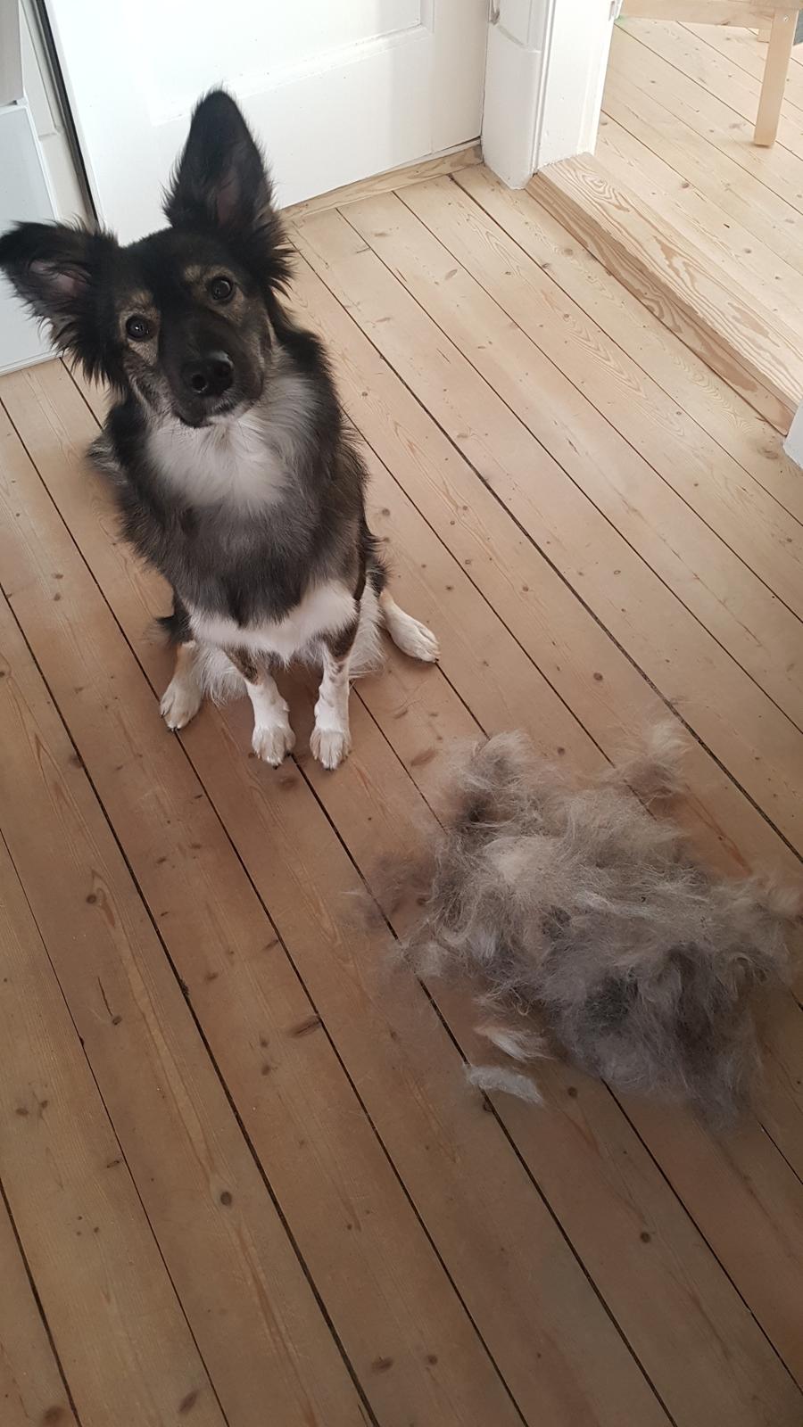 Blanding af racer Carla (Rumænsk gadehund) billede 4