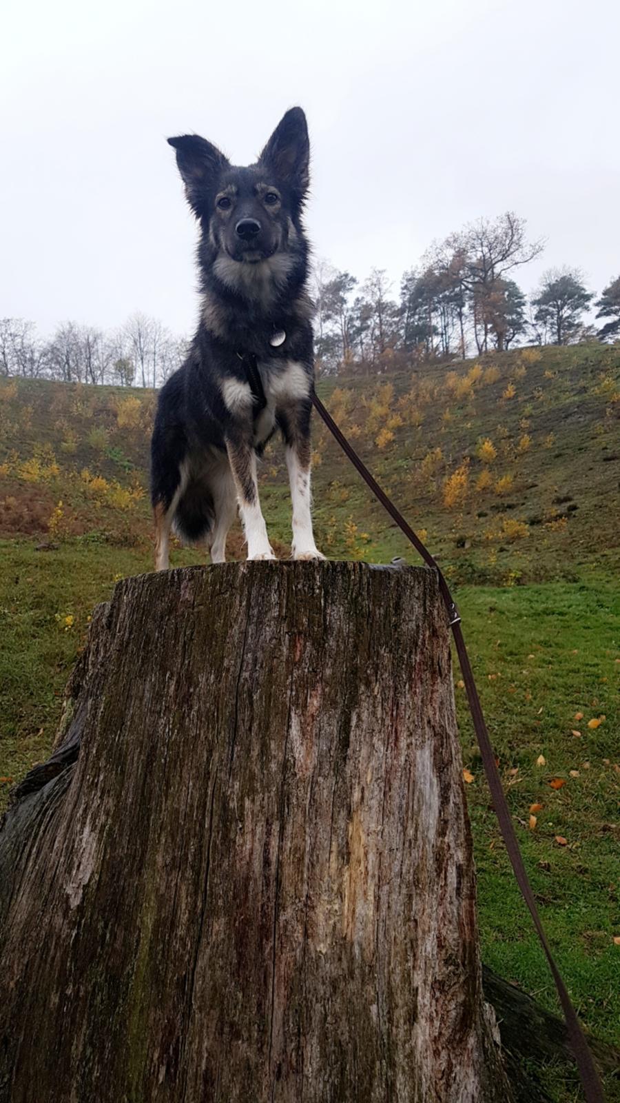 Blanding af racer Carla (Rumænsk gadehund) billede 3