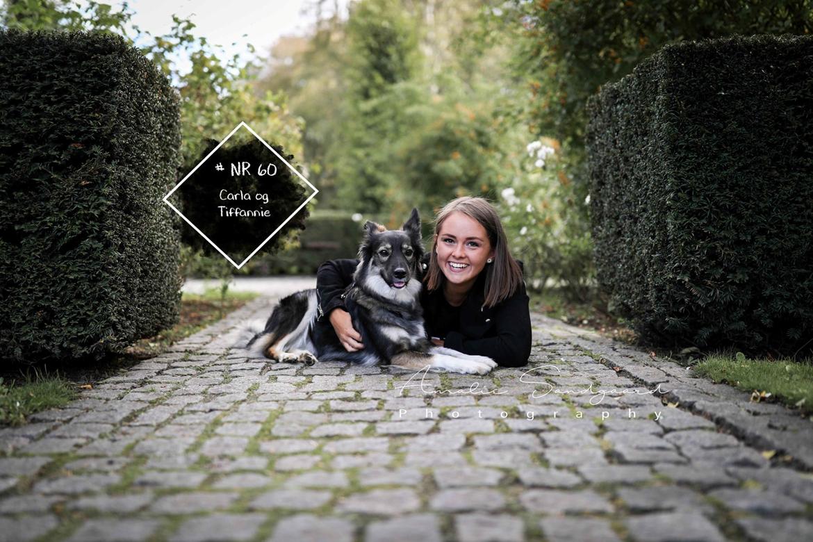 Blanding af racer Carla (Rumænsk gadehund) billede 14